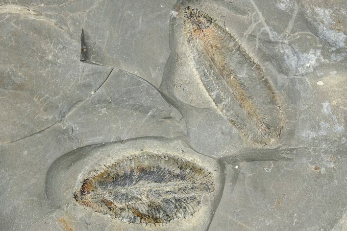 Plate of Ordovician Graptolite (Phyllograptus) Fossils - Utah #271714